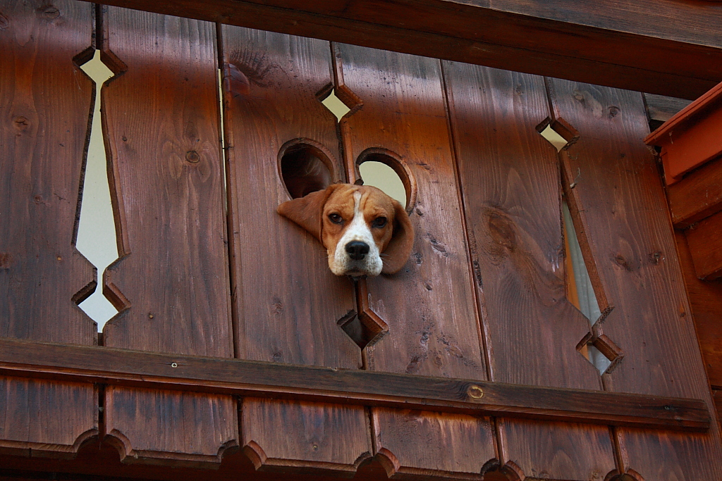 Beagle Emma