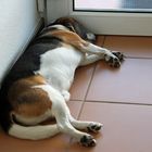 Beagle F. als  Wachhund