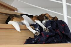 Beagle F beim Mittagsschlaf auf der Treppe
