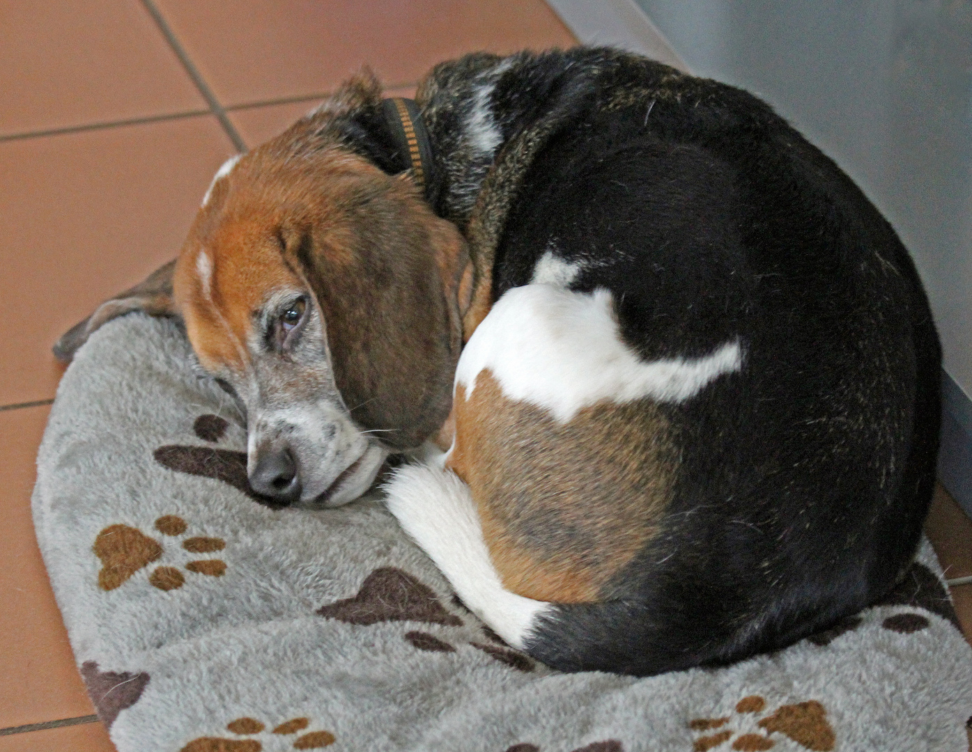 Beagle F. -Beobachter-