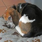 Beagle F. -Beobachter-