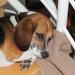 Beagle F. Bequem auf der Treppe-