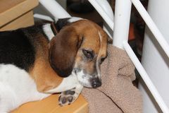 Beagle F. Bequem auf der Treppe-