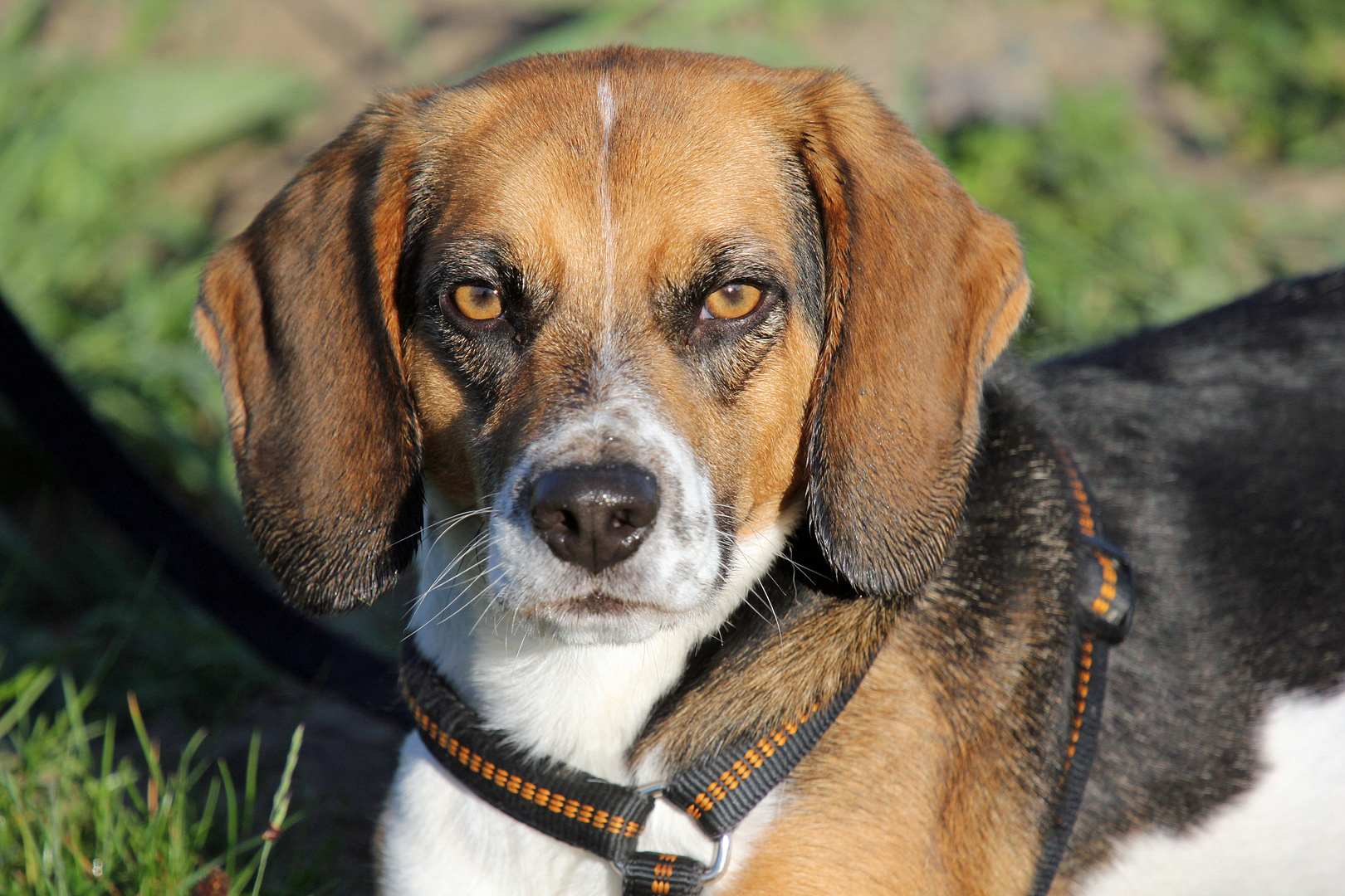 Beagle F. ehemaliger "Laborbeagle"