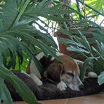 Beagle F -getarnt-