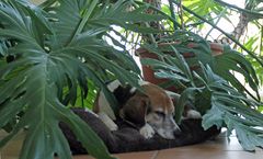 Beagle F -getarnt-