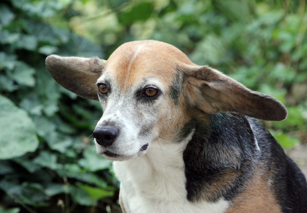 Beagle F. im Sturm Foto &amp; Bild fotos, hunde, hund Bilder auf
