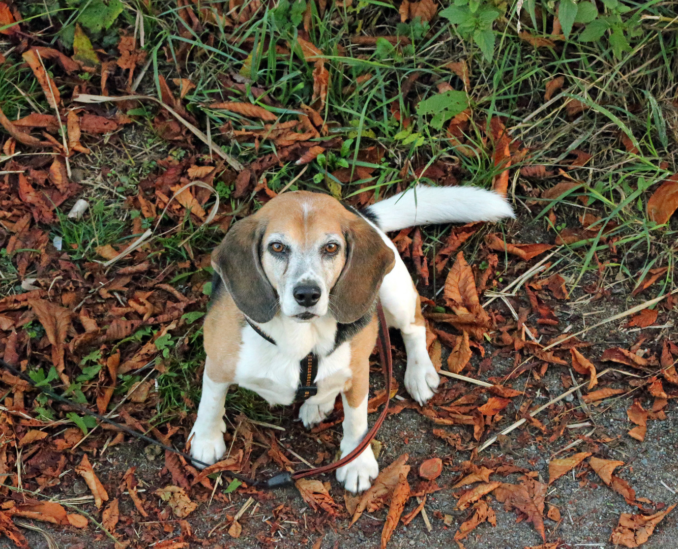 Beagle F.: "Komm runter.......