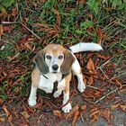 Beagle F.: "Komm runter.......