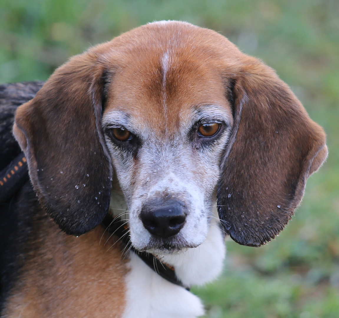 Beagle F -nach Pirsch durchs nasse Gras-