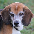 Beagle F -nach Pirsch durchs nasse Gras-