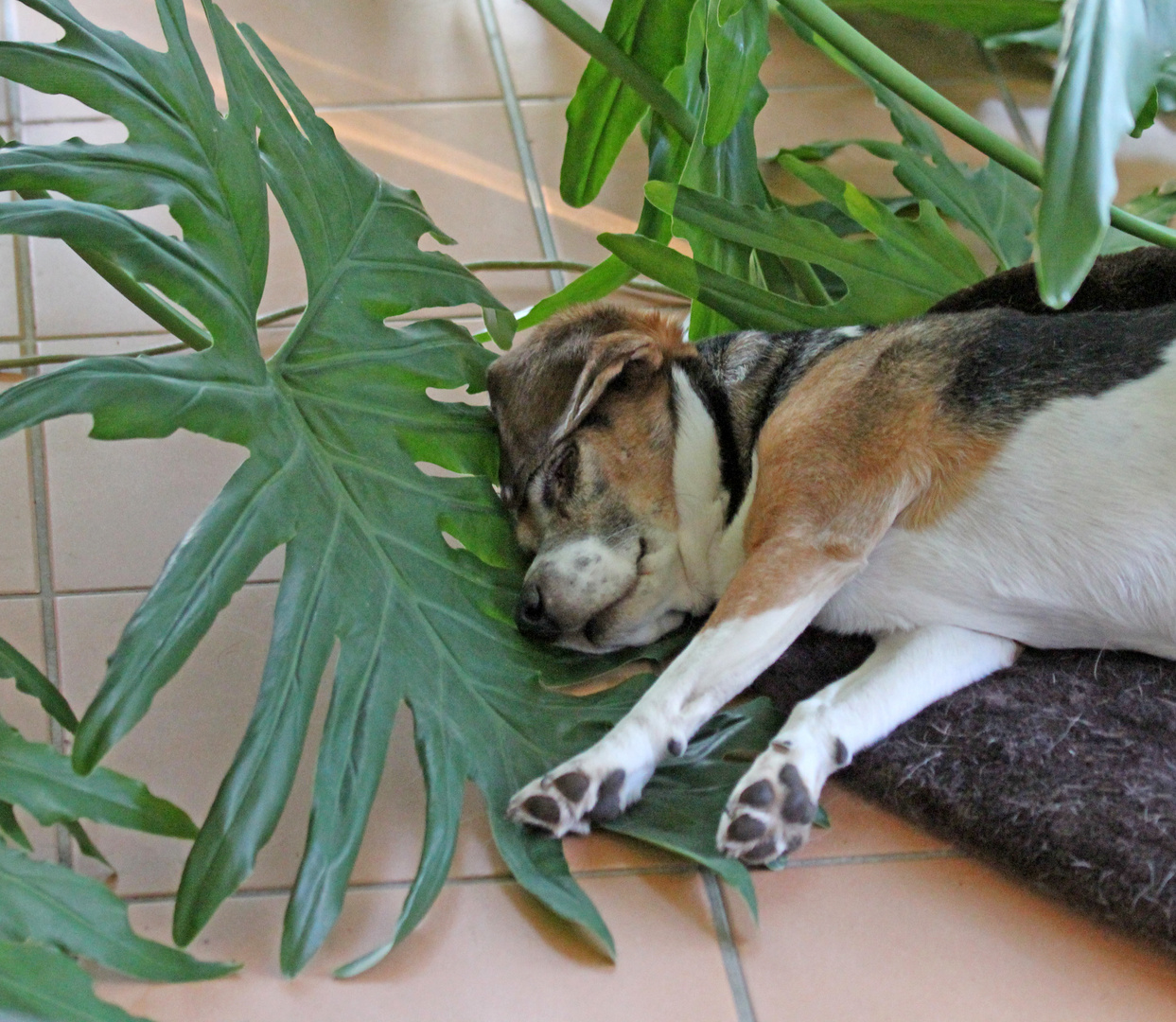 Beagle F. -Pause-