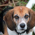 Beagle F.: schau mir in die Augen......