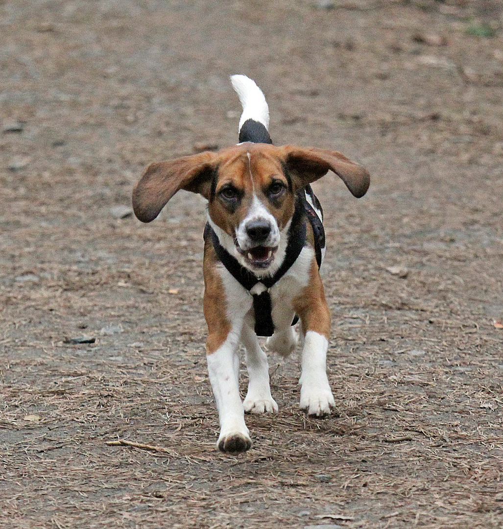 Beagle F. Start oder Landung?