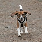 Beagle F. Start oder Landung?