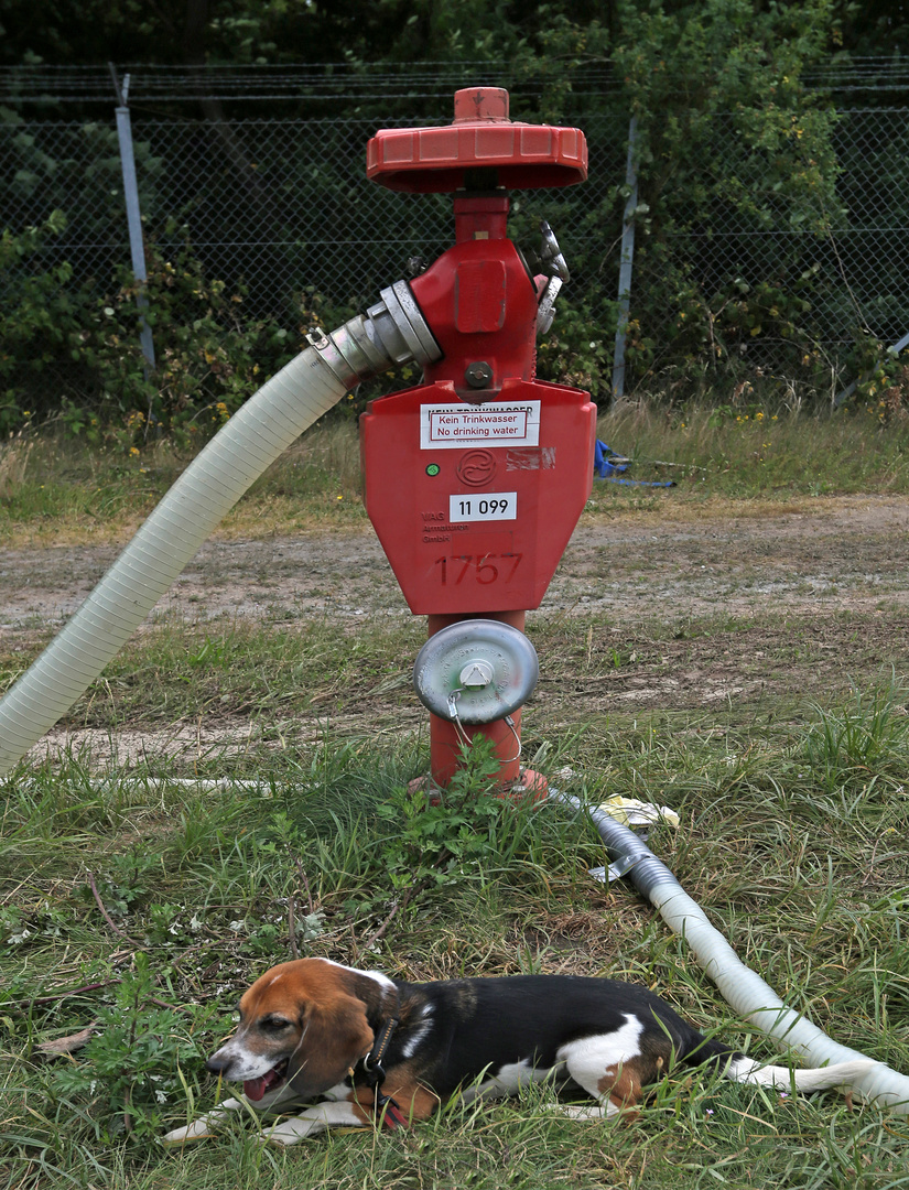 Beagle F und Feuerwehrhydrant - fire hydrant -