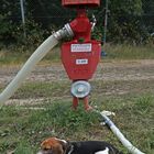 Beagle F und Feuerwehrhydrant - fire hydrant -