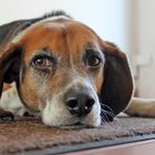 Beagle F. Was macht der denn da?