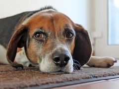 Beagle F. Was macht der denn da?