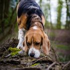 Beagle