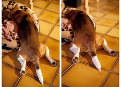 Beagle: fast geschafft...