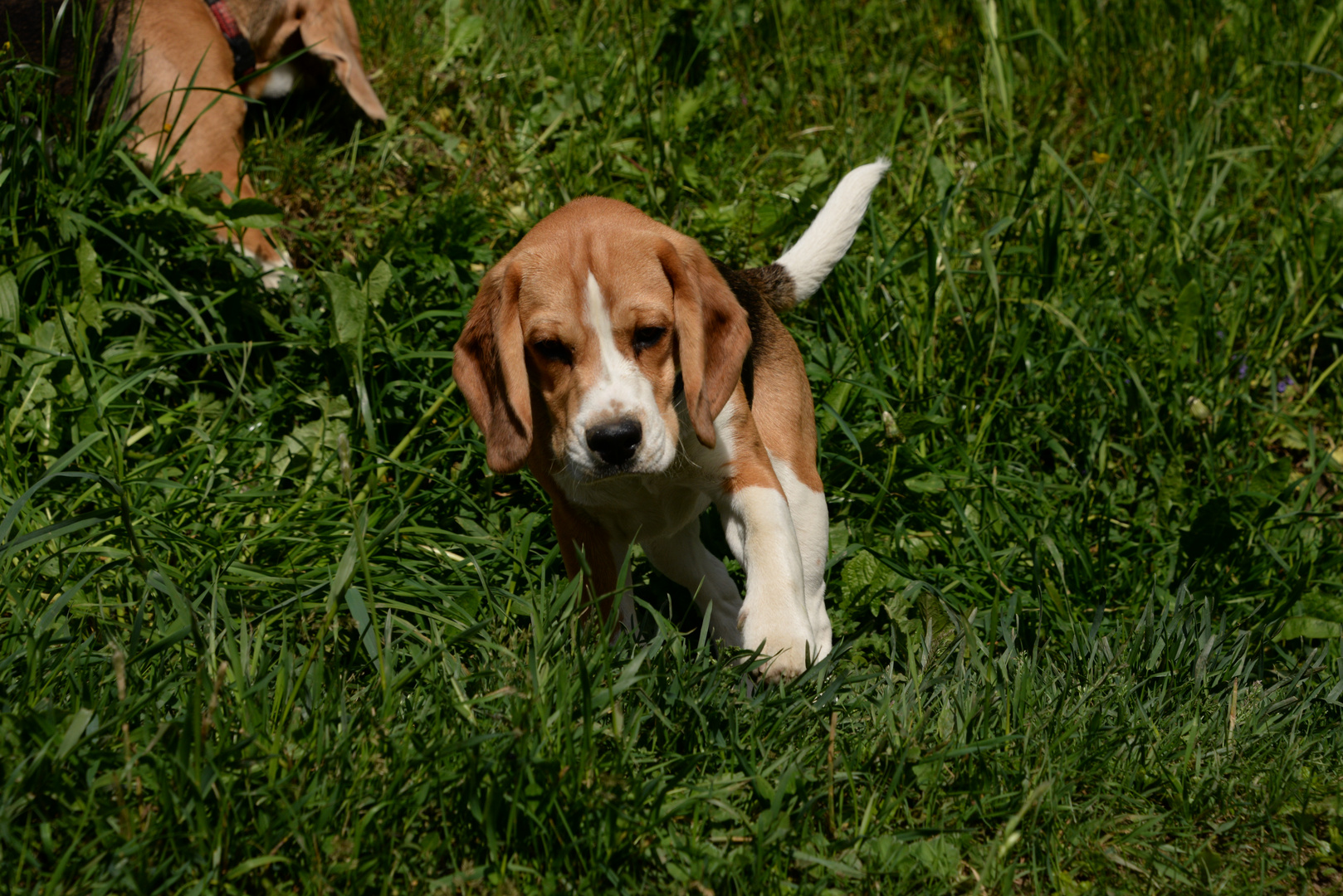 Beagle Finn