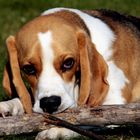 Beagle Grete