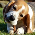 Beagle Grete