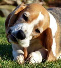 Beagle Grete