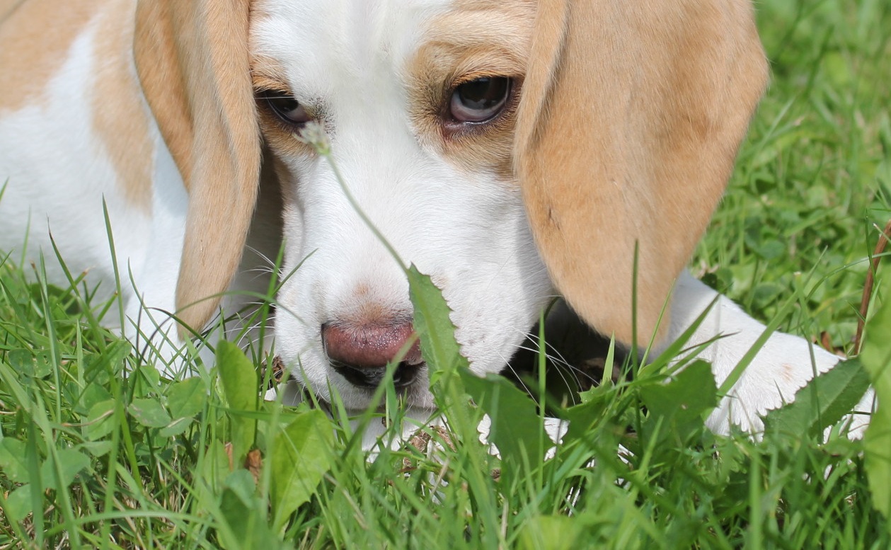 Beagle Henry, 12 Wochen jung ...