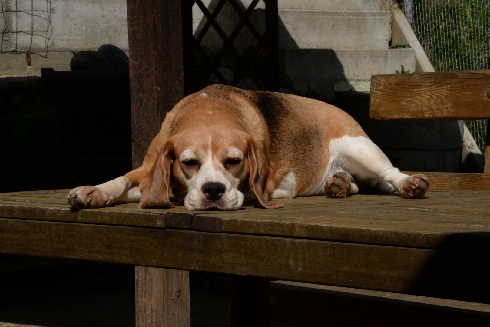 Beagle Hündin Florina