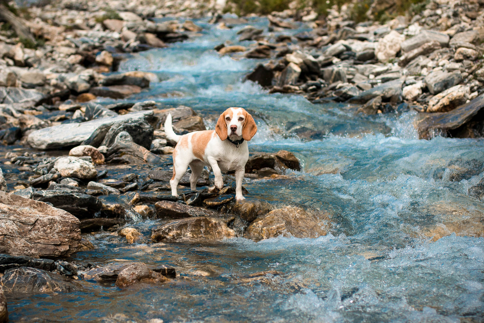 Beagle im Bergwasser