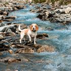 Beagle im Bergwasser