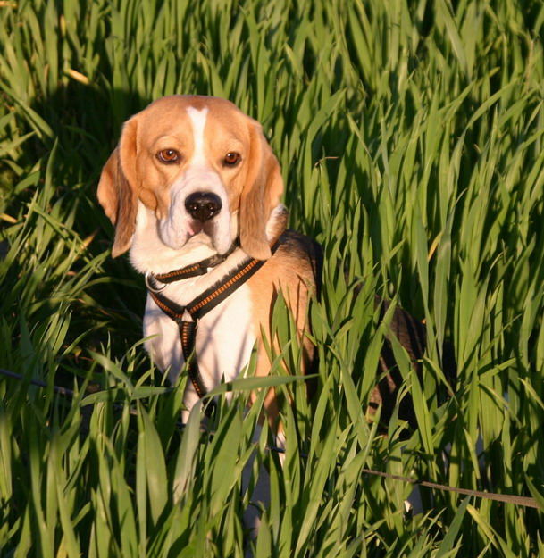 Beagle im Feld