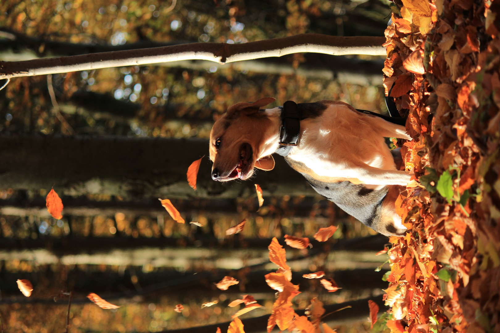 Beagle im herbstlichen Wald