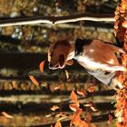 Beagle im herbstlichen Wald