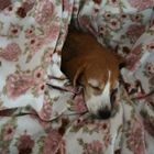 Beagle im Rosentraum