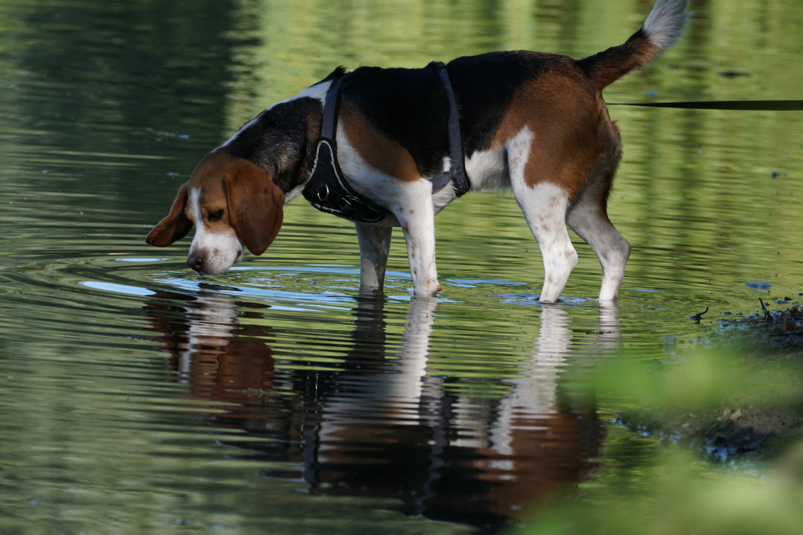 Beagle im Spiegel