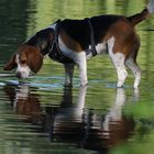 Beagle im Spiegel