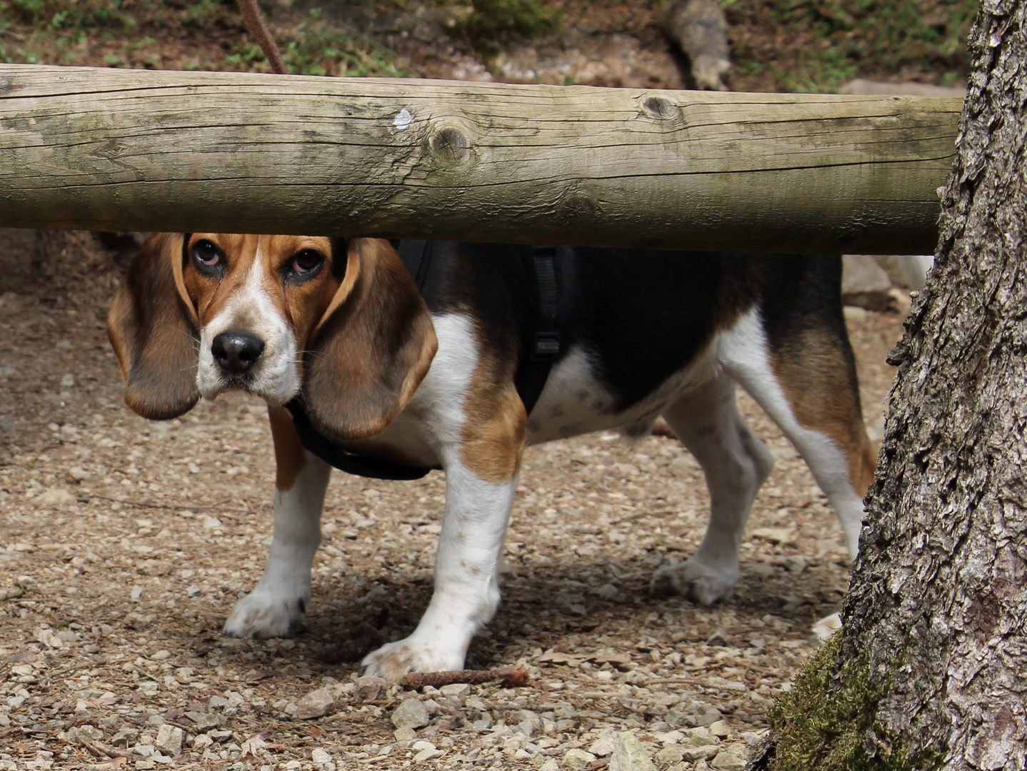Beagle im Wald
