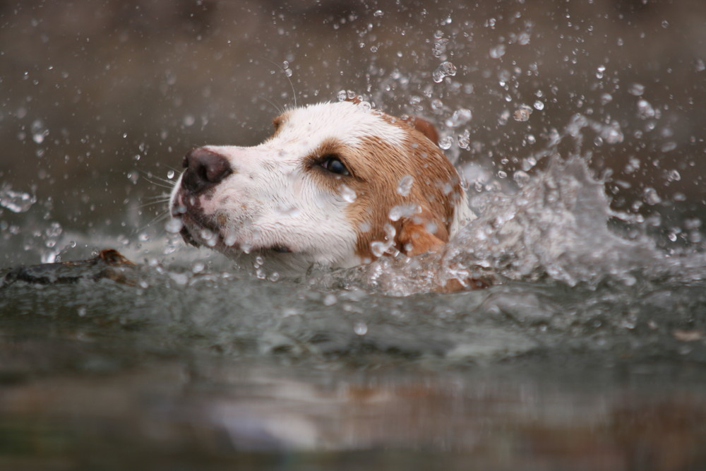 Beagle im Wasser