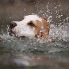 Beagle im Wasser