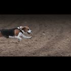 Beagle in action