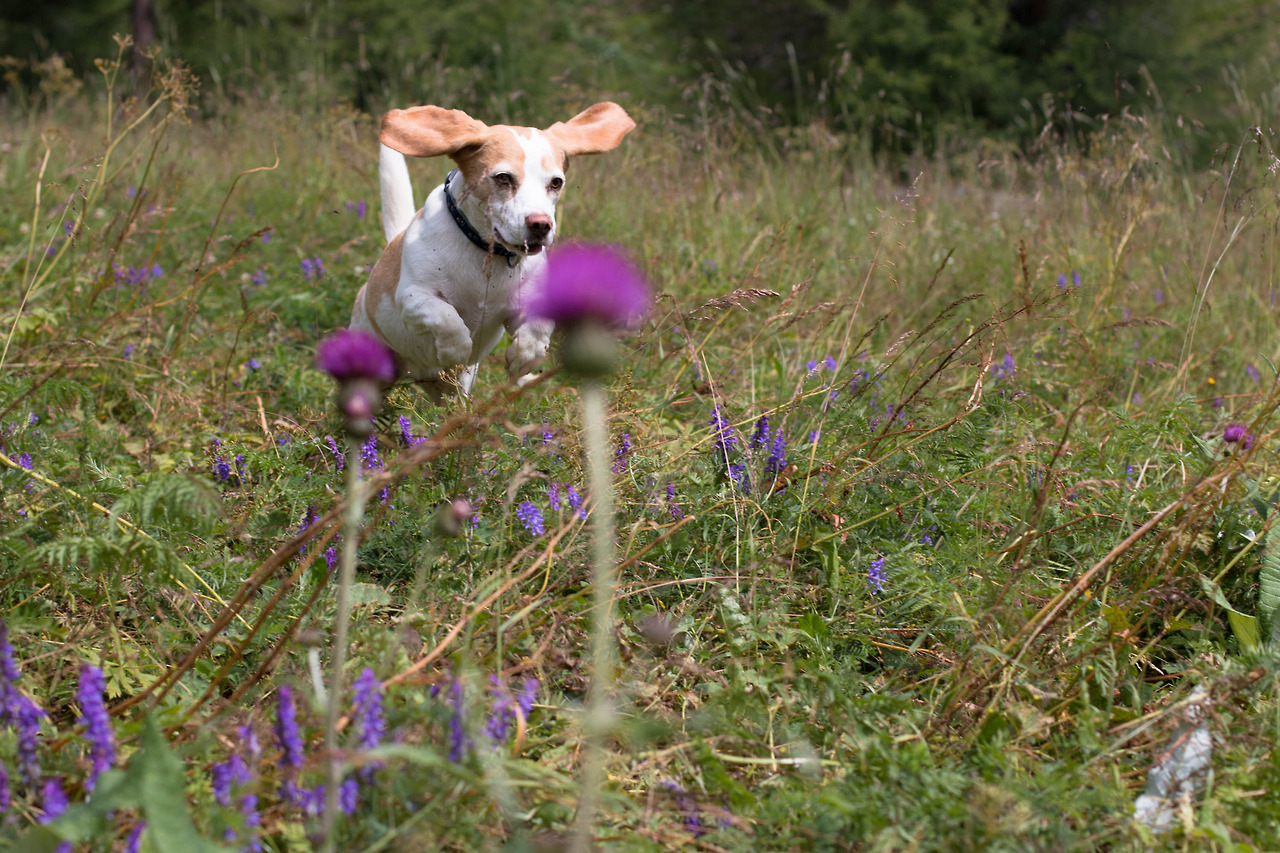 Beagle in der Blumenwiese