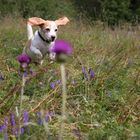 Beagle in der Blumenwiese