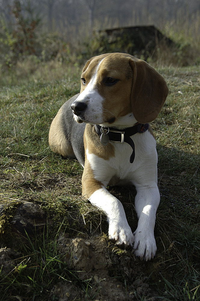 # Beagle in Ruhestellung #