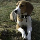 # Beagle in Ruhestellung #