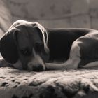 Beagle Kira