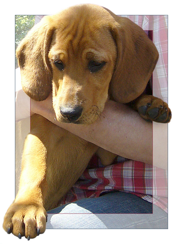 Beagle-Labrador-Mischling