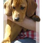 Beagle-Labrador-Mischling